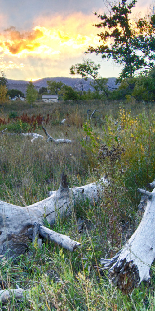 Habitat Restoration