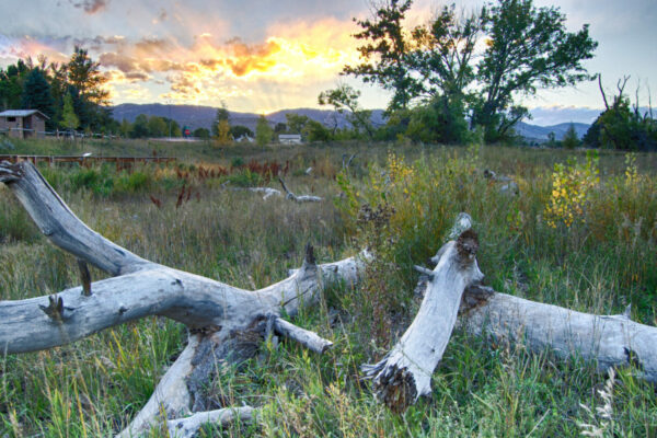 Habitat Restoration