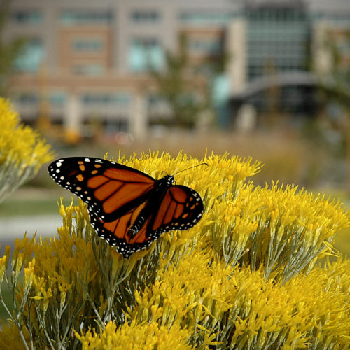 Medical Center of The Rockies - Native Landscape