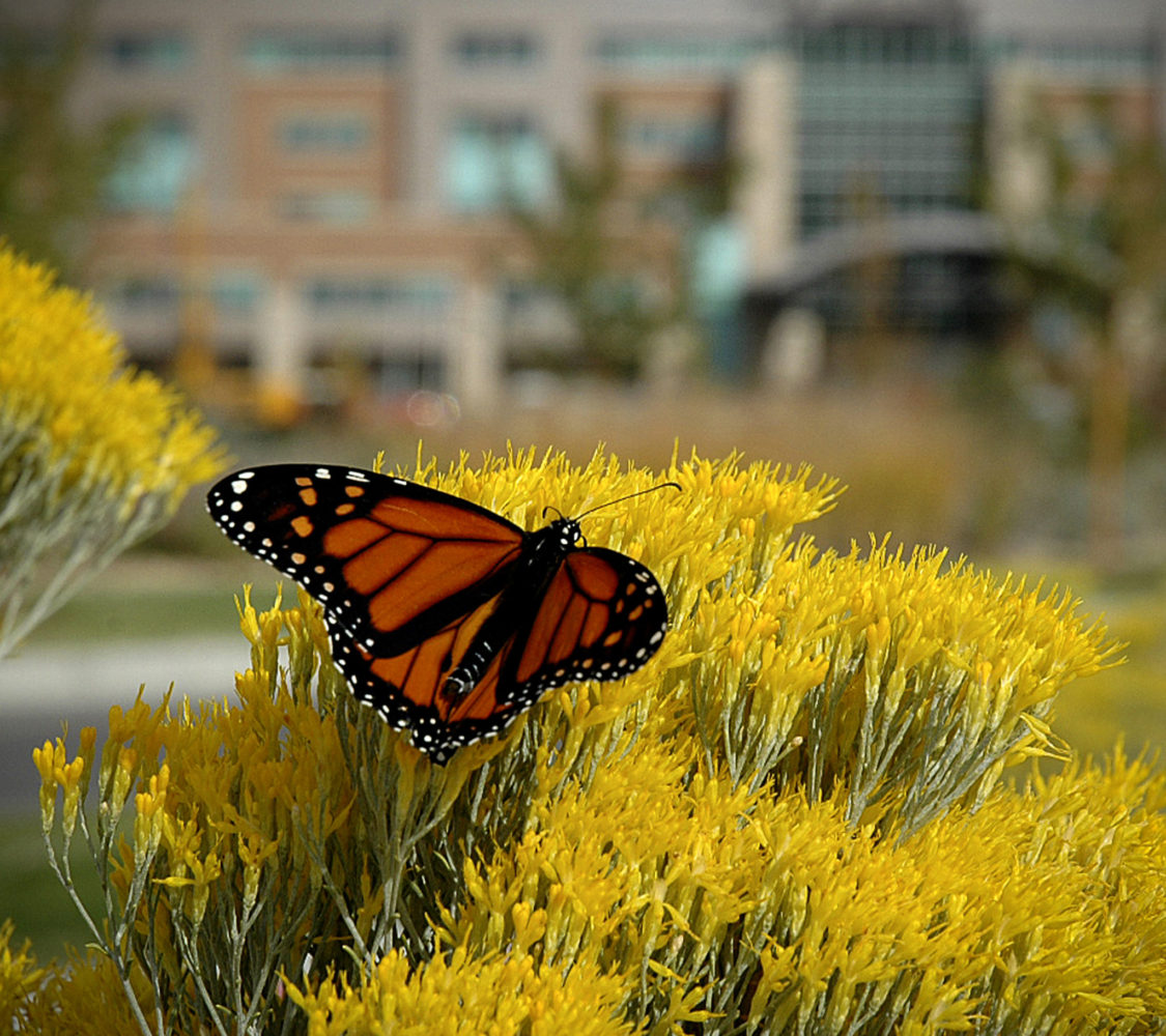 Medical Center of The Rockies - Native Landscape