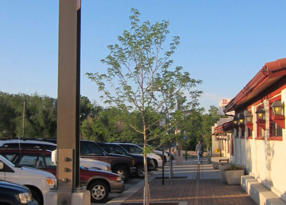 Linden Street Improvements - Custom Lighting