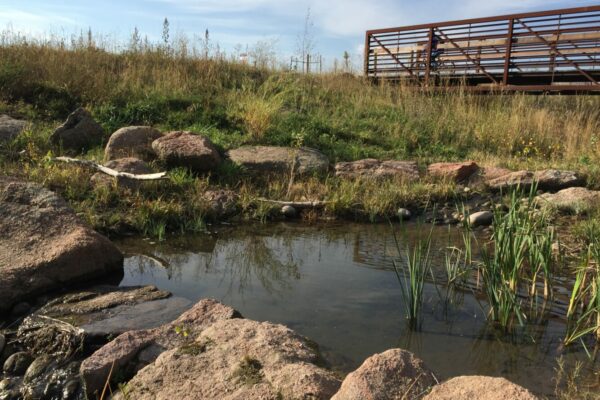 West Vine Outfall Habitat Establishment