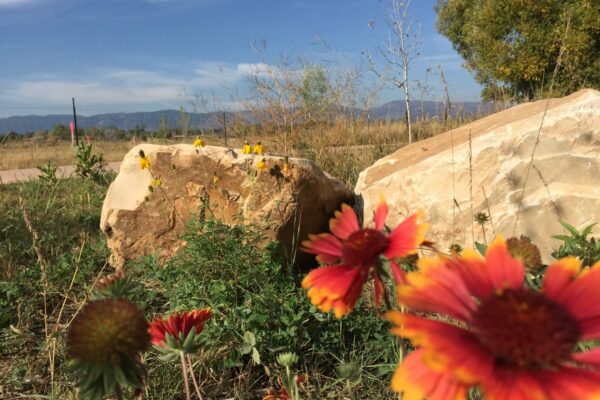 West Vine Outfall Native Flowers